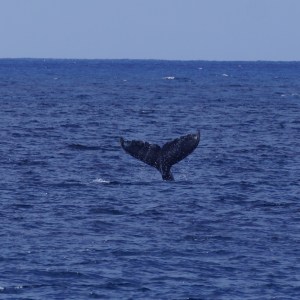 Humpback Whale