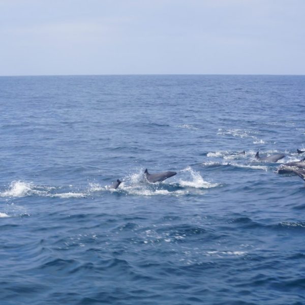 a whale jumping out of the water
