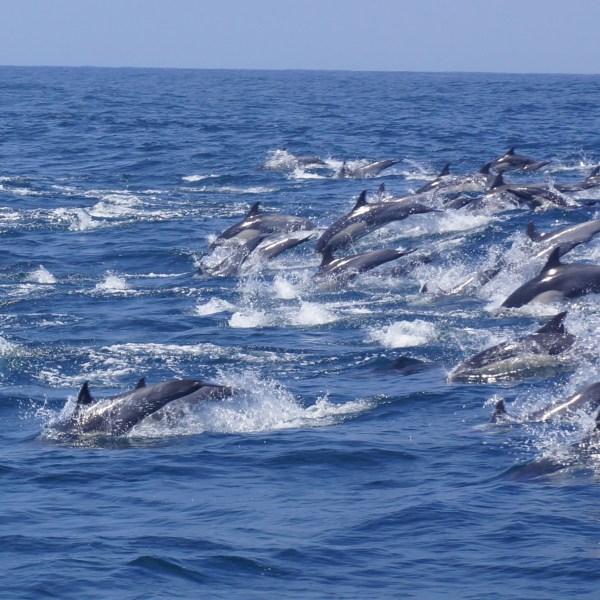 a whale jumping out of the water
