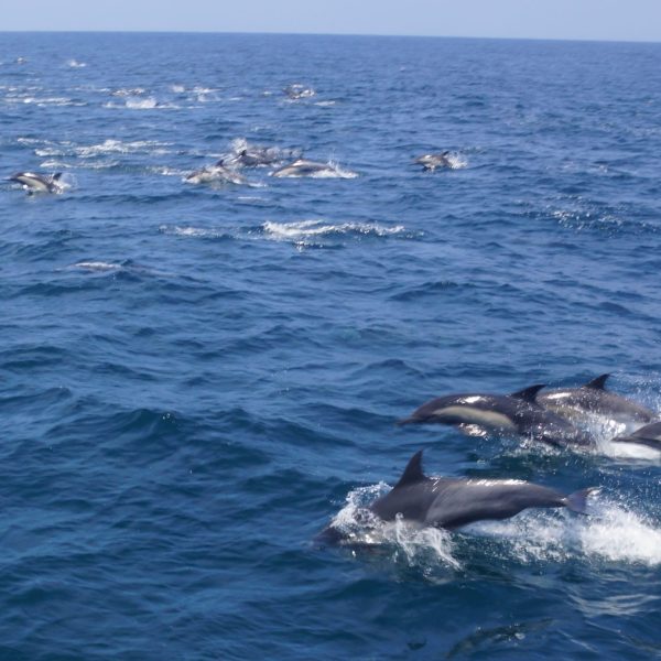 a bird flying over a body of water