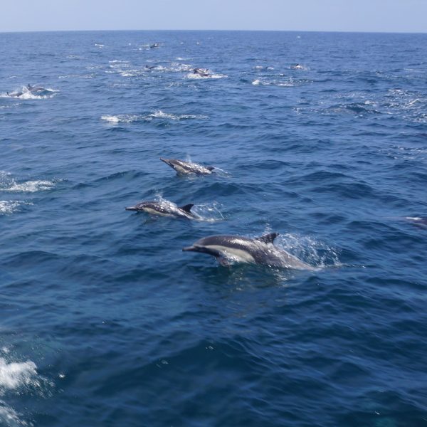 a body of water next to the ocean