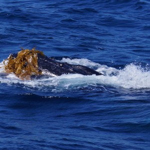 Humpback Whlae