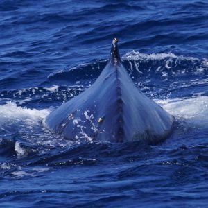 Humpback Whale