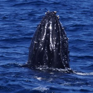 Humpback Whale