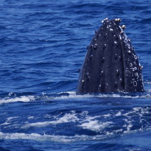 Humpback Whale