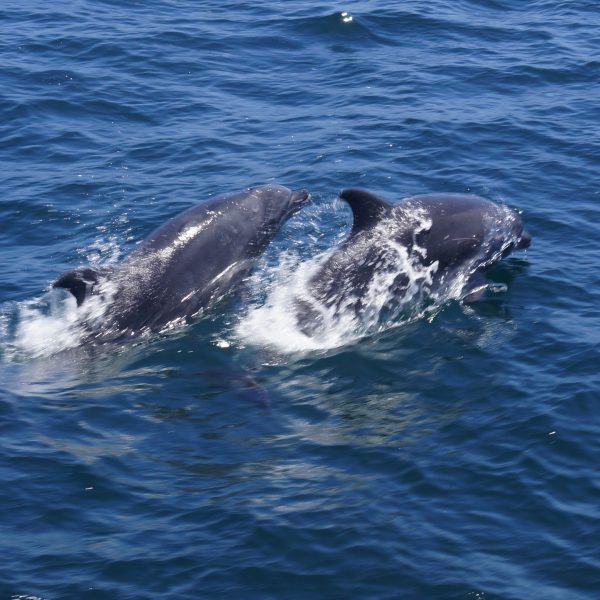 a dog swimming in a body of water