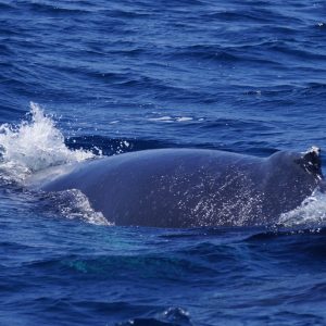 Humpback Whale