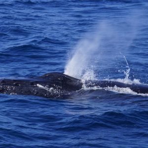 Humpback Whale
