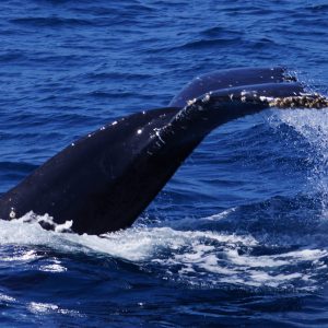 Humpback Whale
