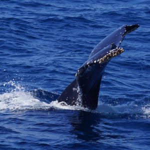 Humpback Whale