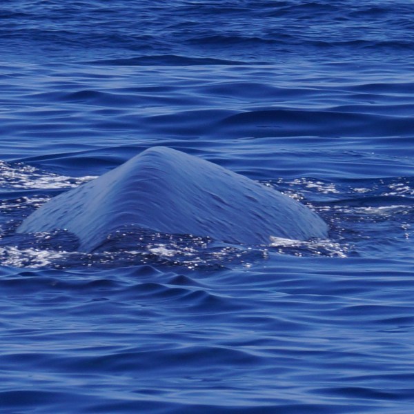 a whale swimming under water