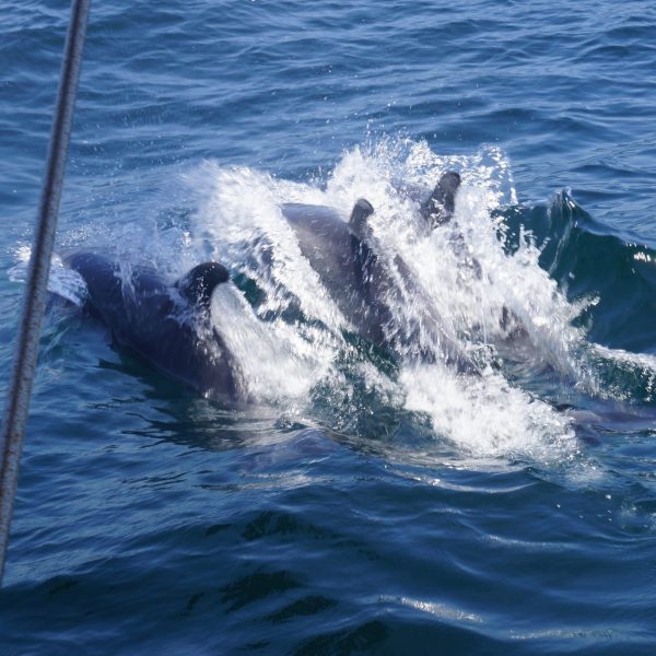 a person riding a wave on a surfboard in the water