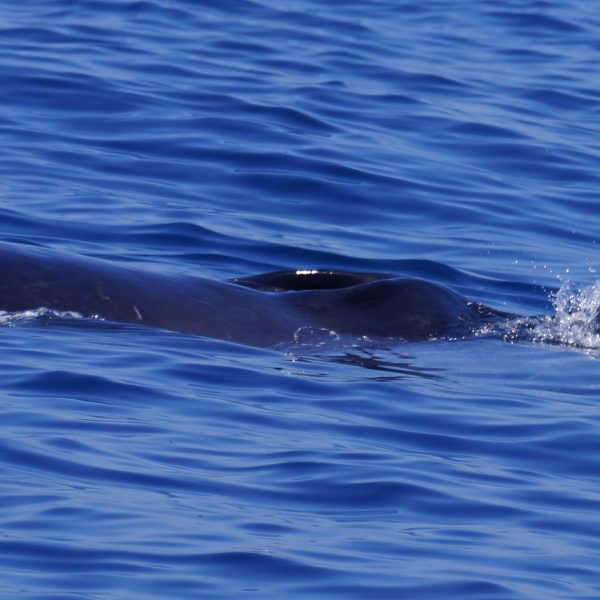 an animal swimming in the water