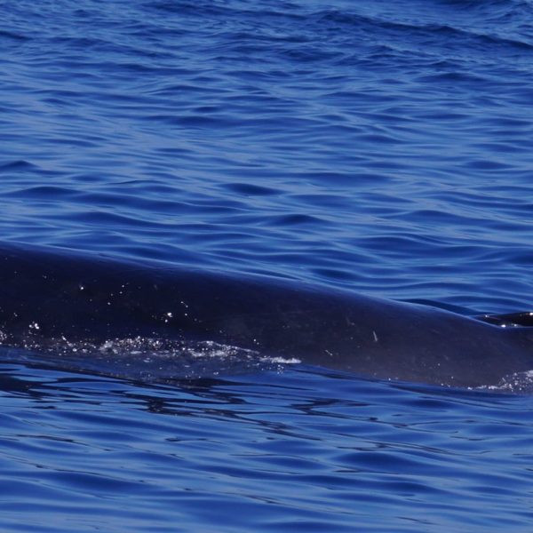 a whale jumping out of the water
