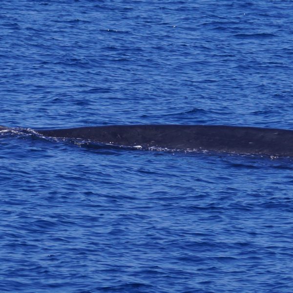 a whale jumping out of the water
