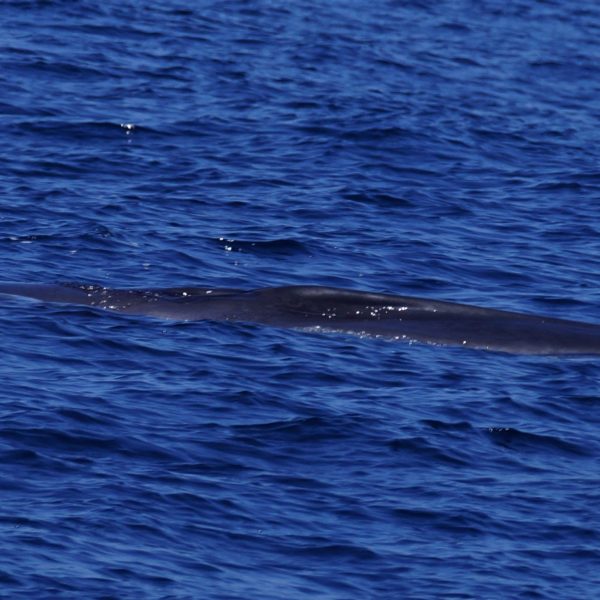 a whale jumping out of the water