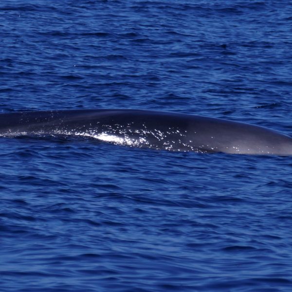 a whale jumping out of the water