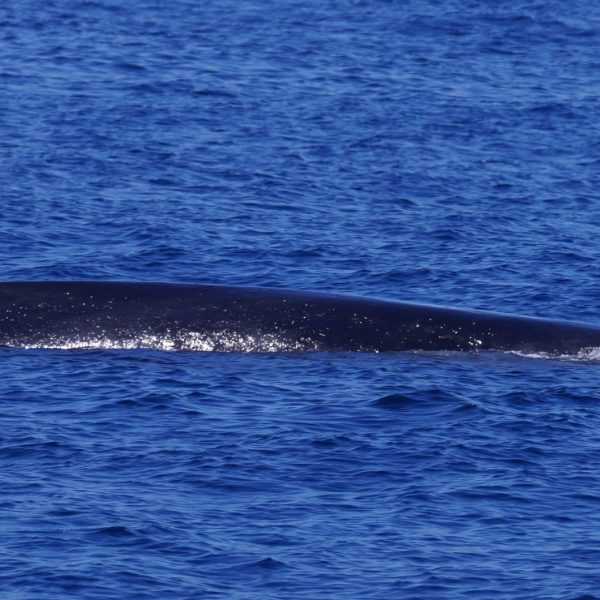 a whale jumping out of the water