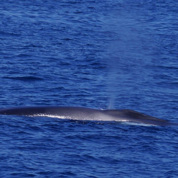 a whale jumping out of the water