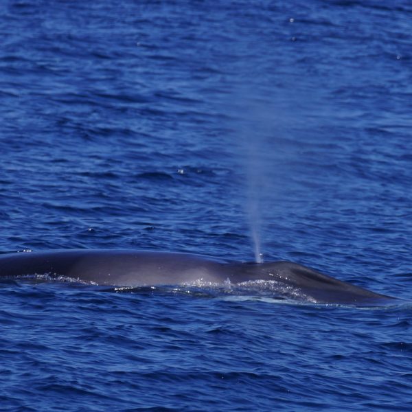 a whale jumping out of the water