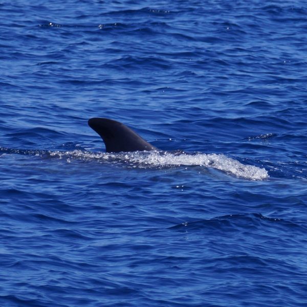 an animal swimming in the water