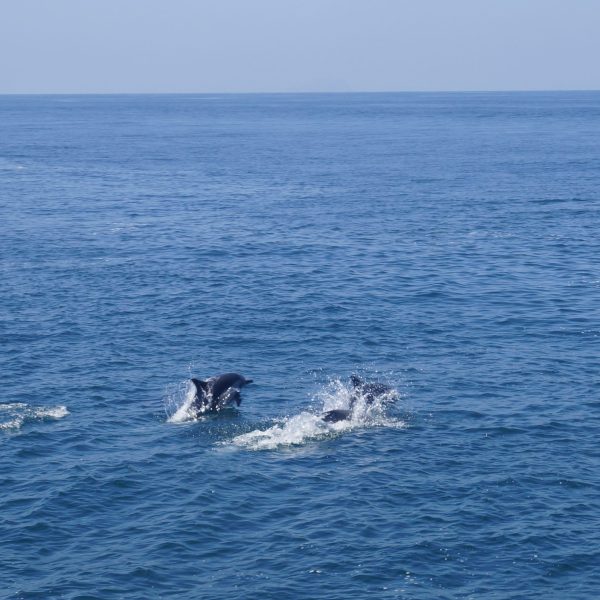 a whale jumping out of the water