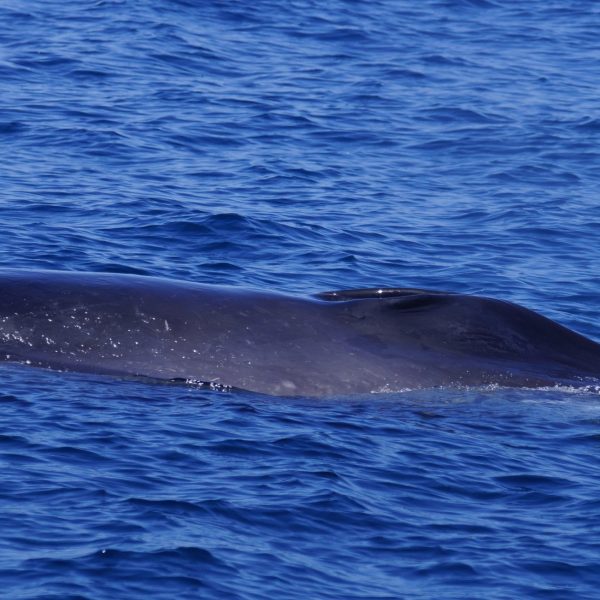 a whale jumping out of the water