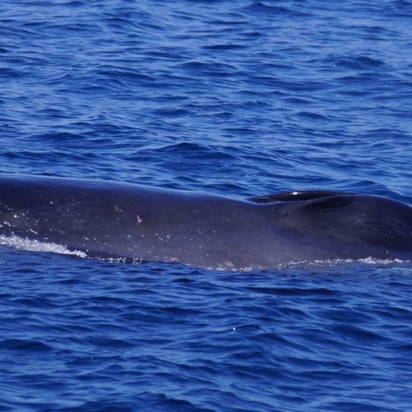 a whale jumping out of the water