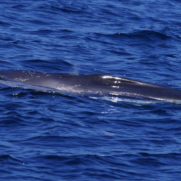 a whale swimming under water