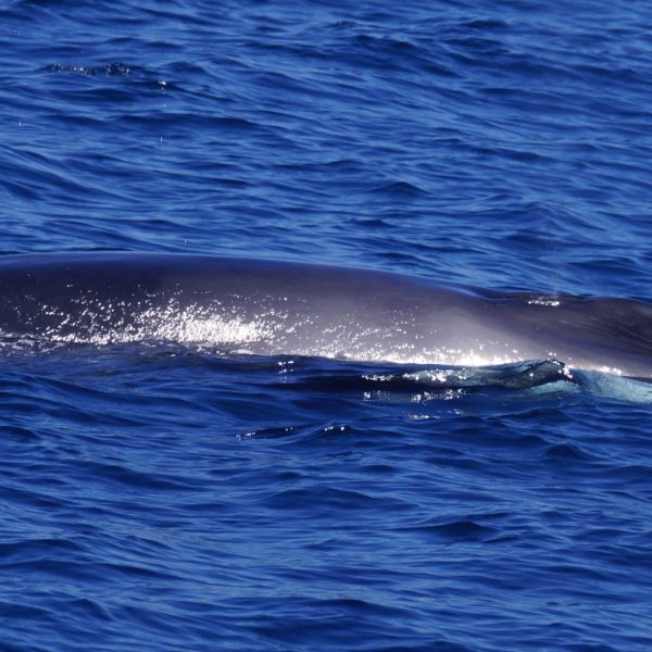a whale swimming under water