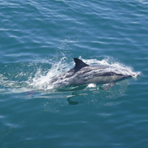 an animal swimming in the ocean