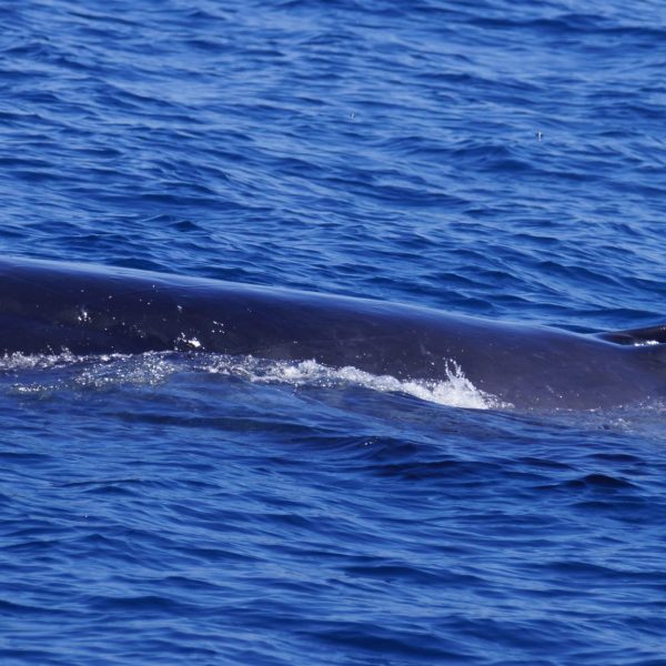 a whale jumping out of the water