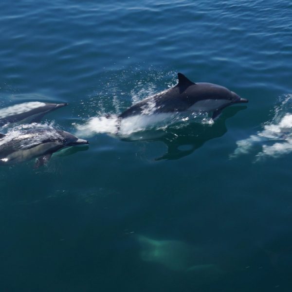 a man riding a wave on a surfboard in the water