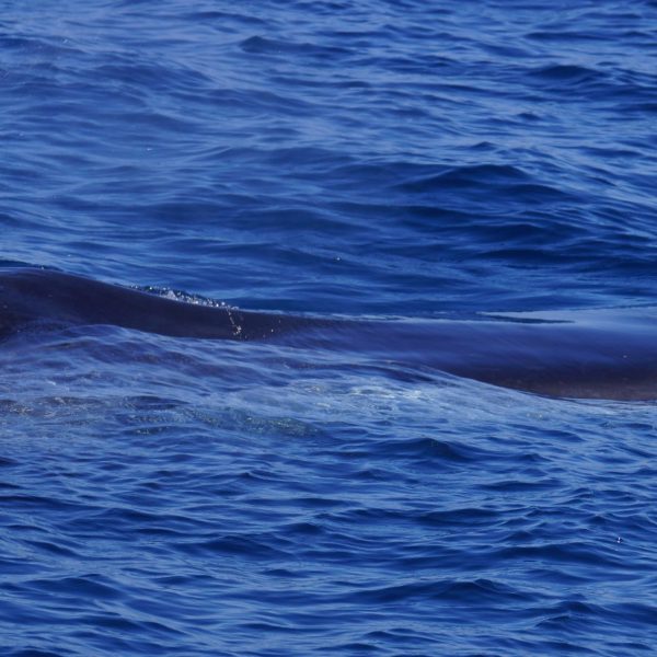 a whale jumping out of the water