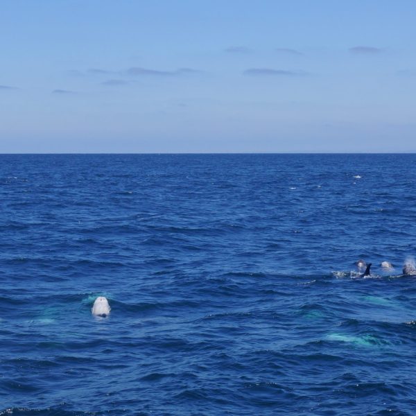 a whale jumping out of the water