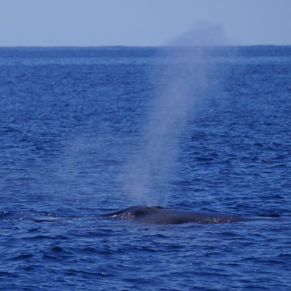 a whale jumping out of the water