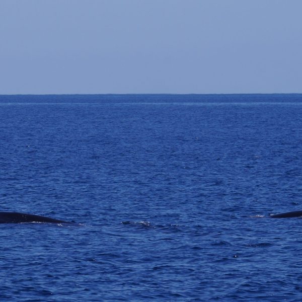 a whale jumping out of the water