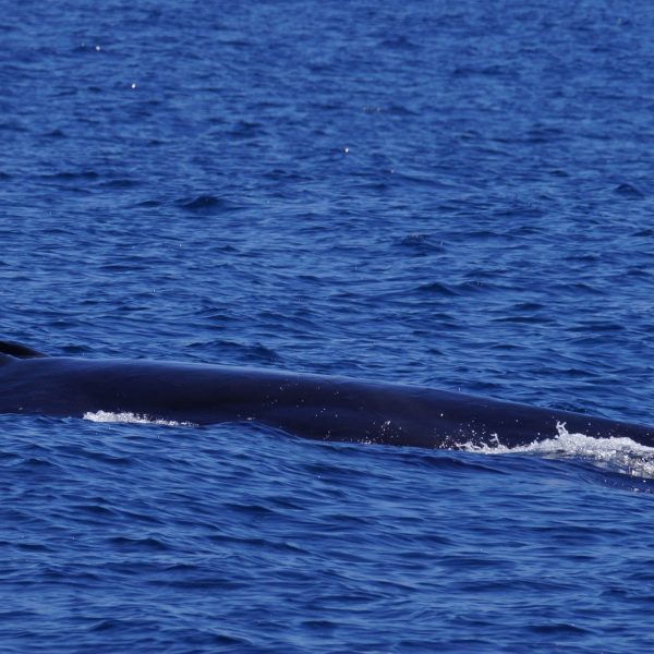 a whale swimming under water