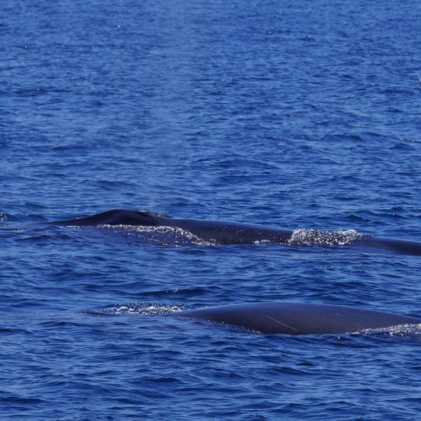 a whale swimming under water