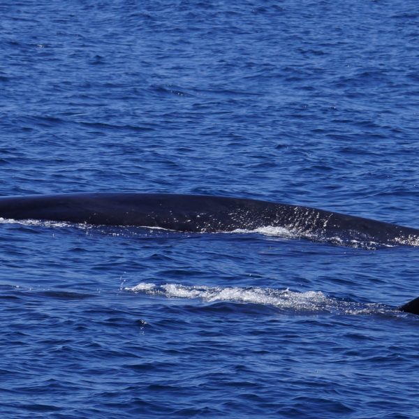 a whale swimming under water