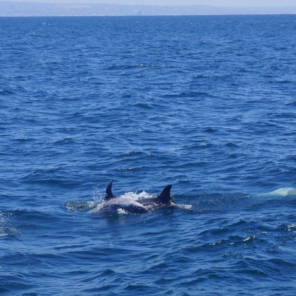 Risso's Dolphin
