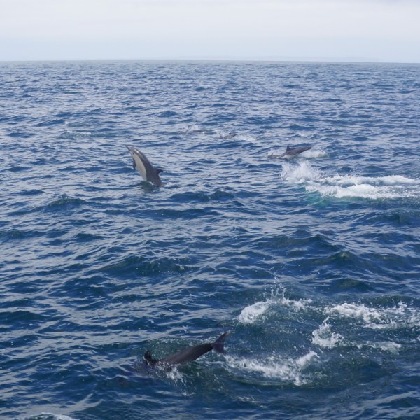 a bird flying over a body of water