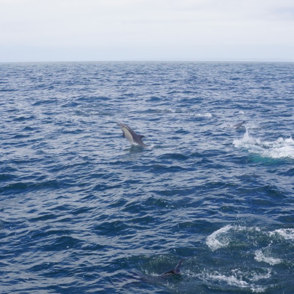 a man swimming in the ocean