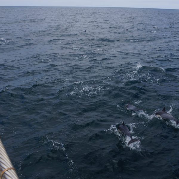Common Dolphins