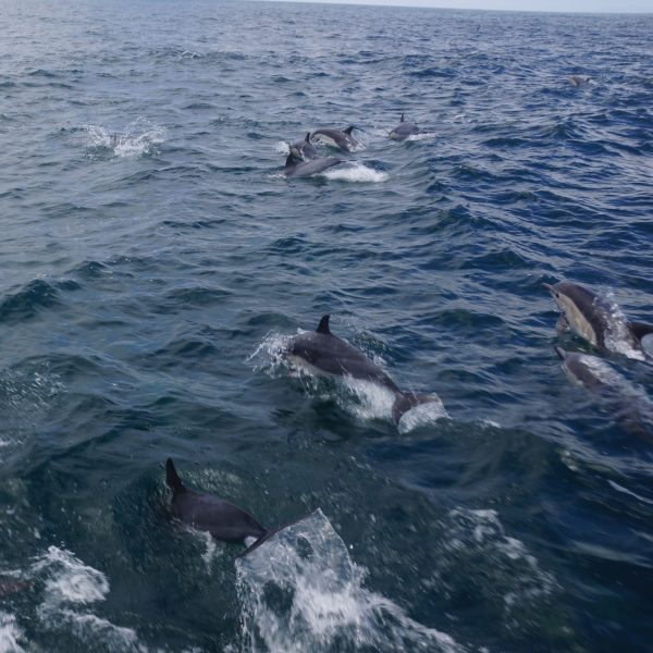 a person swimming in a body of water