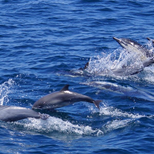 a dolphin jumping out of the water