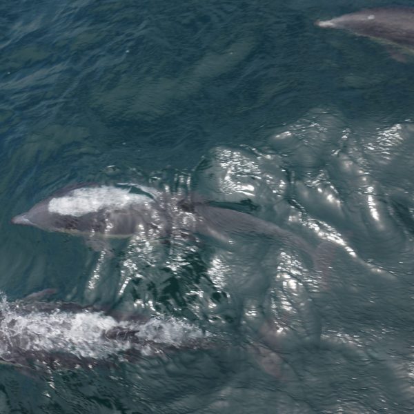 Common Dolphins San Diego
