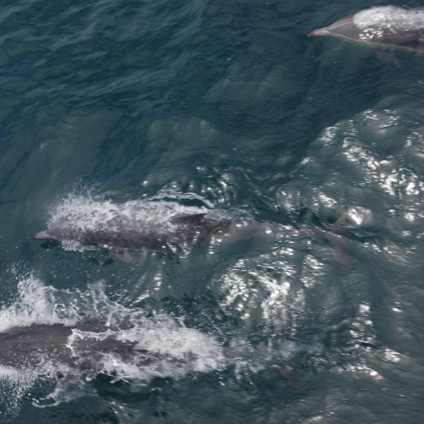 Common Dolphins San Diego
