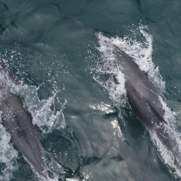 Common Dolphin