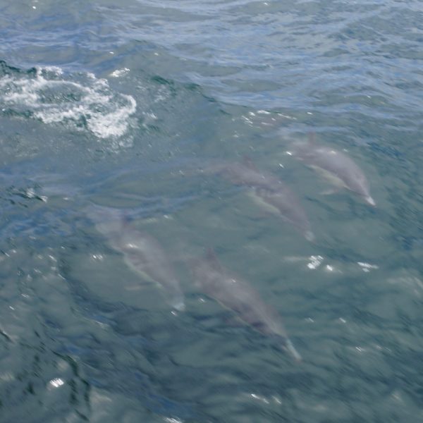 Common Dolphin